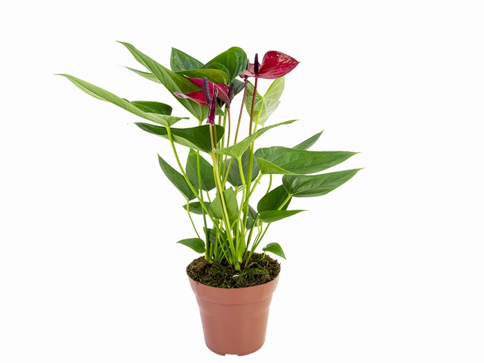 <h4>ANTHURIUM ANOUK P15</h4>