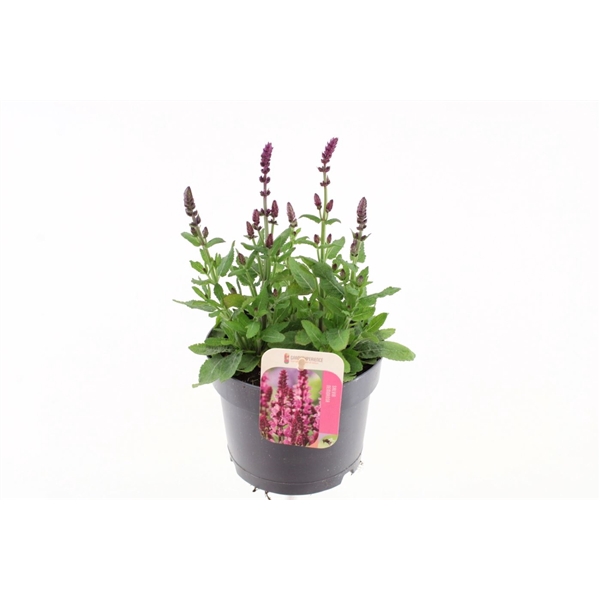 <h4>Salvia nemorosa Synchro Pink</h4>