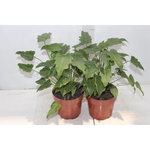 PHILODENDRON XANADU P17