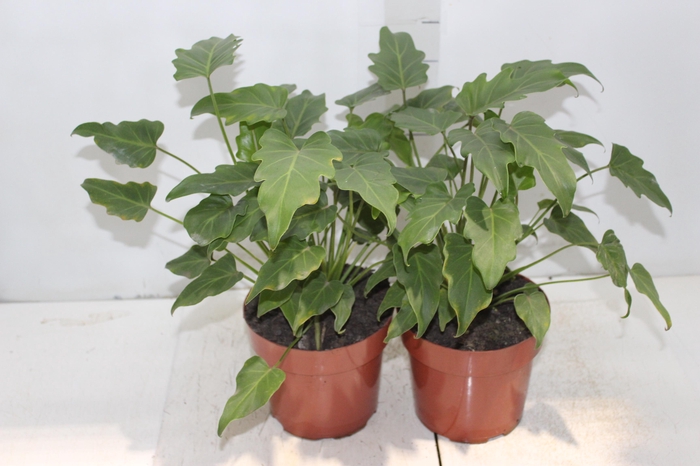 <h4>PHILODENDRON XANADU P17</h4>