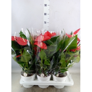 Anthurium andr. 'Minnesota'