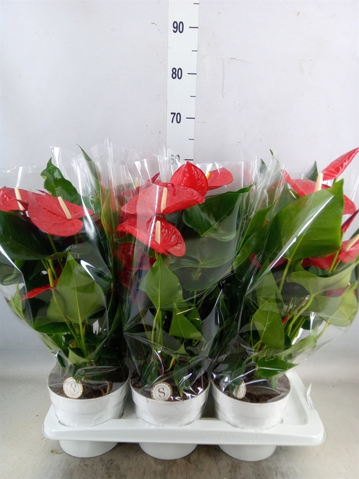 <h4>Anthurium andr. 'Minnesota'</h4>