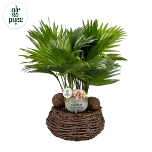 Livistona in caryota 27 cm mand air so pure ASPD etiket Air So Pure