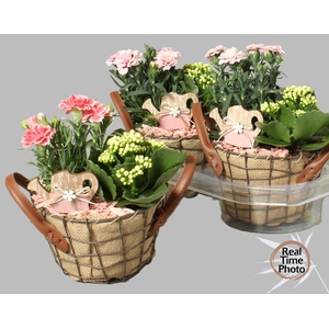 ARR TUINPLANTEN