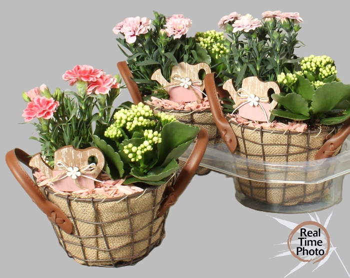 <h4>ARR TUINPLANTEN</h4>