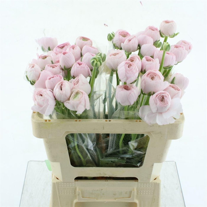 <h4>Ran Su Hanoi Pink N L</h4>