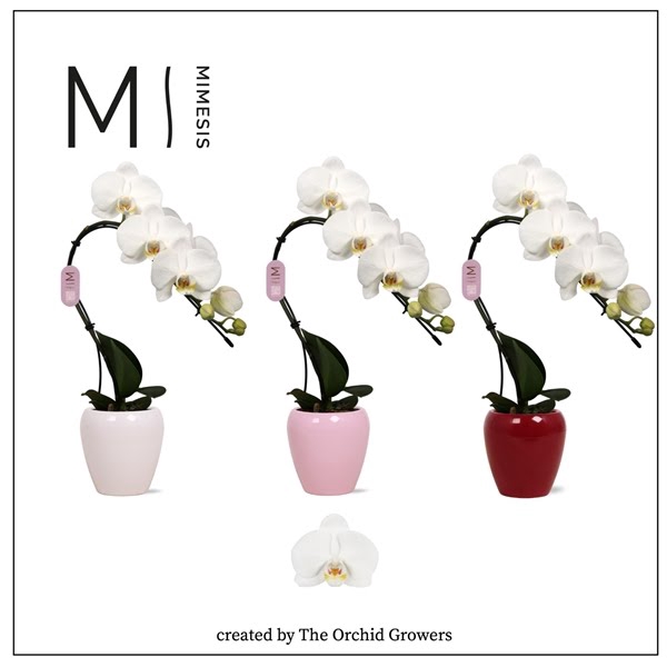 <h4>Mimesis Phal. Swan White - 1 spike 7cm in Martine Mix Ceramic</h4>