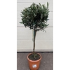Olea europaea (Olijf) stam