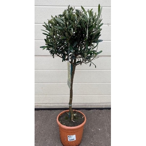 Olea europaea (Olijf) stam