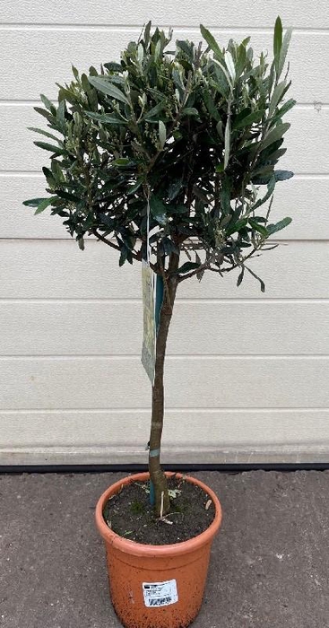 Olea europaea (Olijf) stam