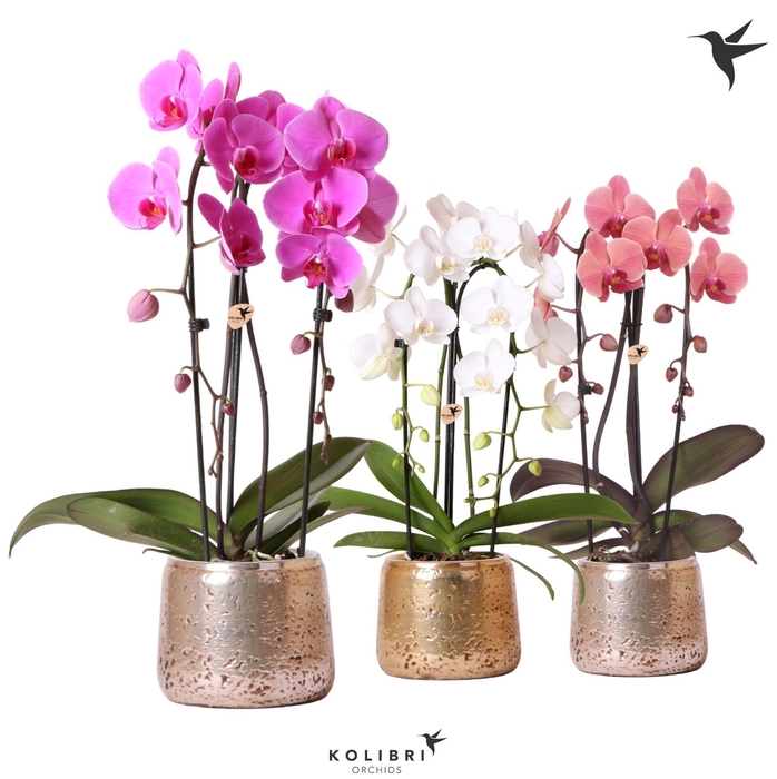 <h4>Kolibri Orchids Cascade Niagara Fall mix 2 spike in Luxury pot mix</h4>
