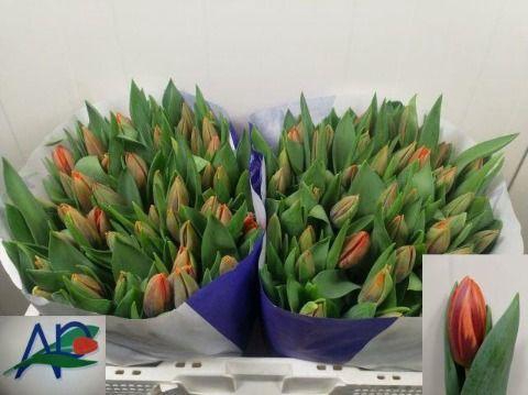 <h4>TU EN PRINSES IRENE</h4>