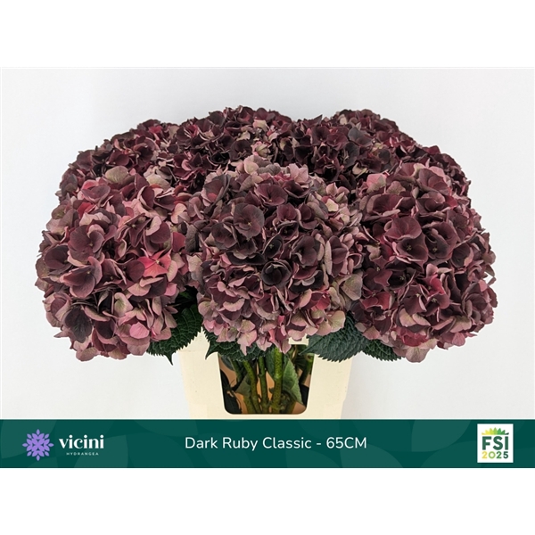 <h4>Dark Ruby Classic - 65CM</h4>