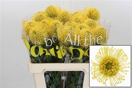 <h4>Leuco Co High Gold</h4>