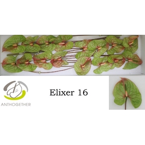 Anthurium Elixer