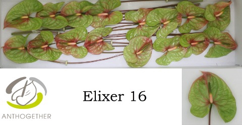 <h4>Anthurium Elixer</h4>