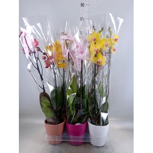 Phalaenopsis   ...mix