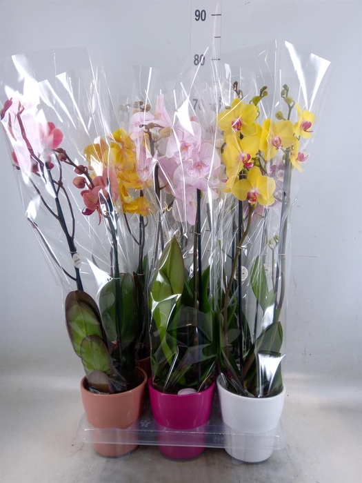 <h4>Phalaenopsis   ...mix</h4>