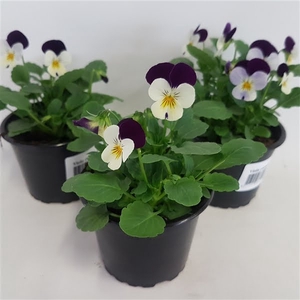 Viola cornuta paars met wit