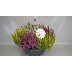 Calluna vulg. 'Beauty L Mosaica'