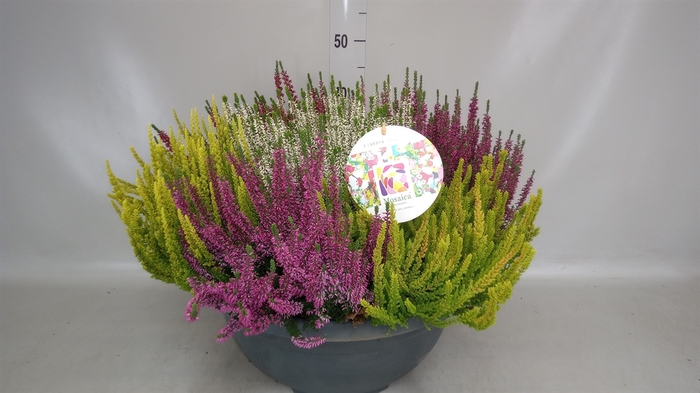 <h4>Calluna vulg. 'Beauty L Mosaica'</h4>