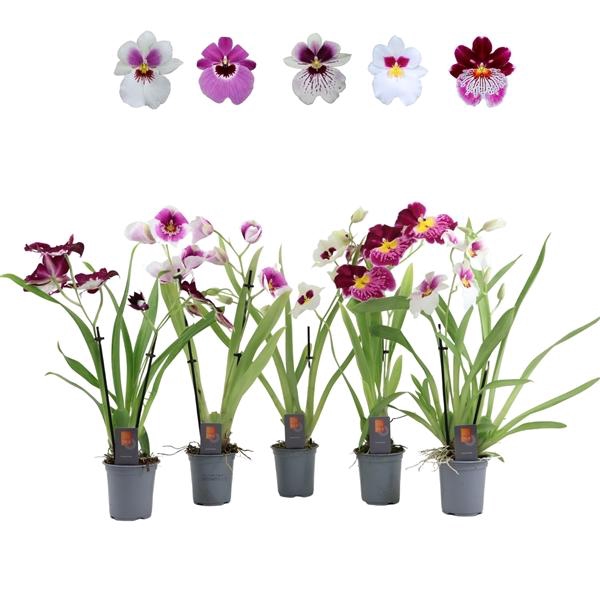<h4>Inca Miltoniopsis mix 2 spike 9cm</h4>