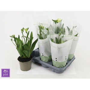 FREESIA OV