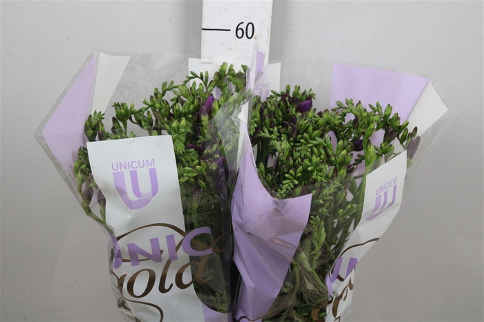 <h4>Fr En Delta River</h4>