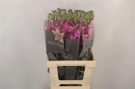 <h4>Matth Phant Rose (it.)</h4>