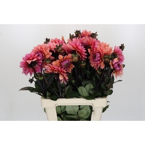 Dahlia Sweet Sanne