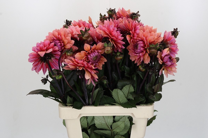 Dahlia Sweet Sanne