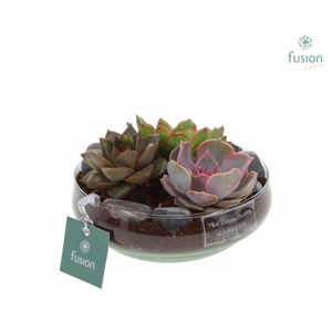 Green Bottle Iris Small met Echeveria