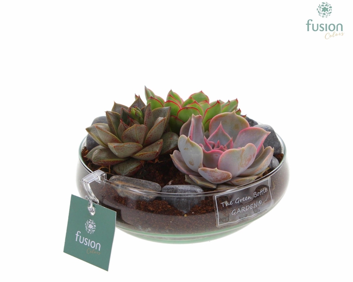 <h4>Green Bottle Iris Small met Echeveria</h4>