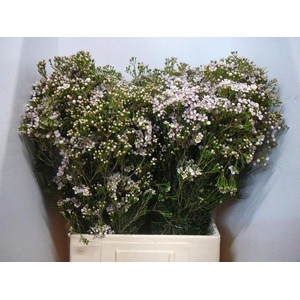 CHAME UN JUPITER SOL