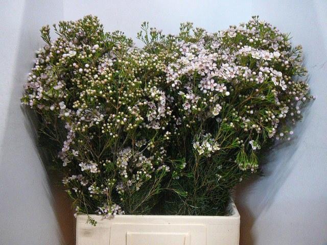 <h4>CHAME UN JUPITER SOL</h4>