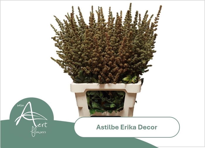<h4>ASTIL AR ERIKA DECOR</h4>