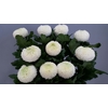 Chrys Gp Boris Becker White