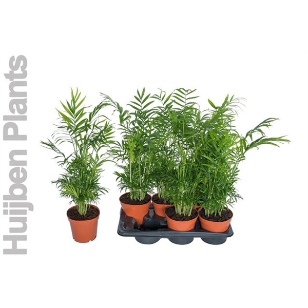 <h4>Chamaedorea Pot 17 cm</h4>