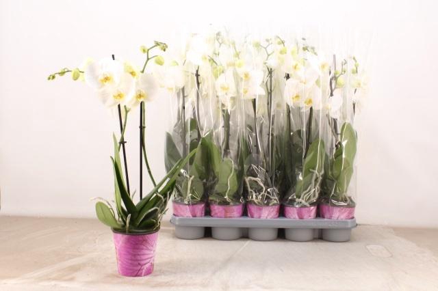 <h4>PHAL OV WIT</h4>