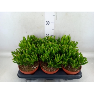 Crassula ovata 'Horn Tree'