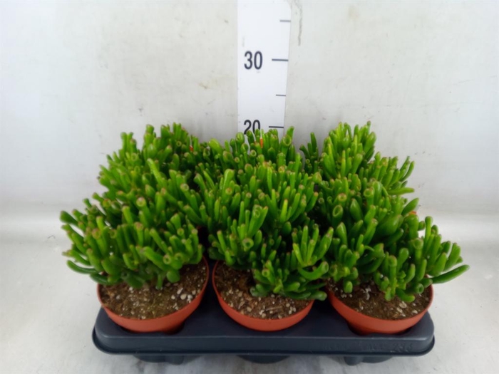 <h4>Crassula ovata 'Horn Tree'</h4>