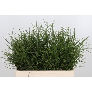 Vaccinium Huckleberr
