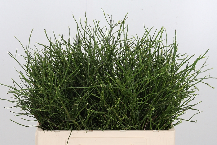 <h4>Vaccinium Huckleberr</h4>