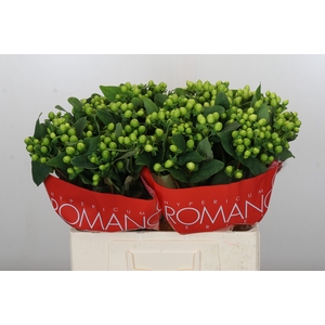 Hypericum Lucky Romance