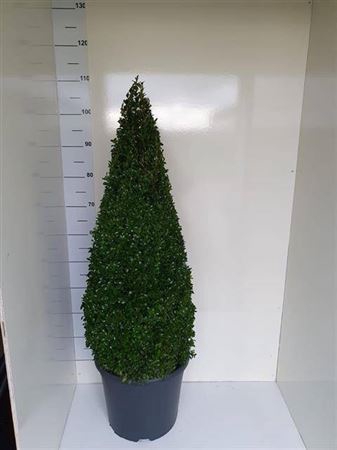 <h4>Buxu Sempervirens Piramide 110cm</h4>