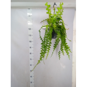 Epiphyllum anguliger