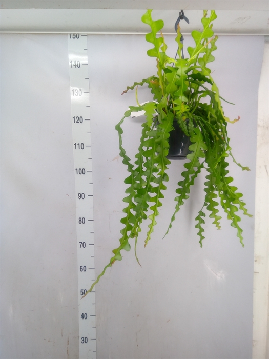 <h4>Epiphyllum anguliger</h4>