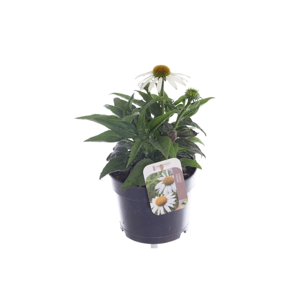 Echinacea purp. Sombrero Alba