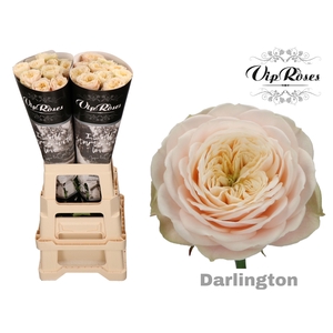 R GR DARLINGTON x 20