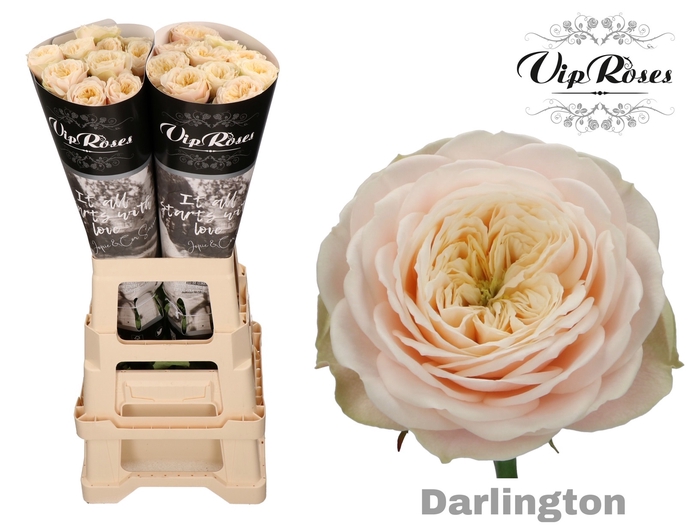 R GR DARLINGTON x 20
